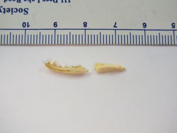 Media type: image;   Herpetology R-6675